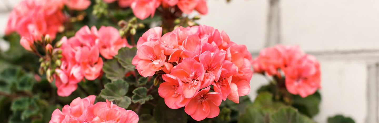 Stehende Geranien Liebe Deinen Garten